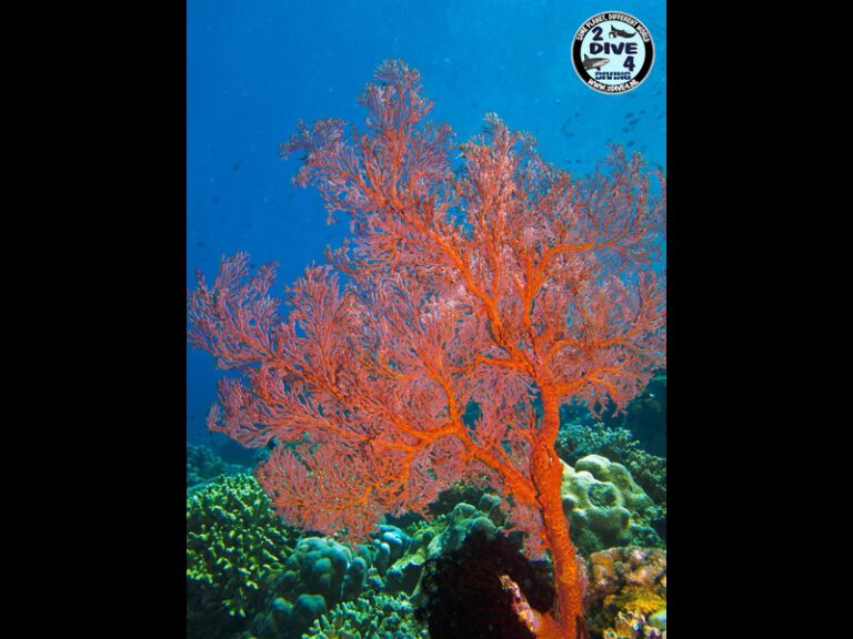 Bunaken 63
