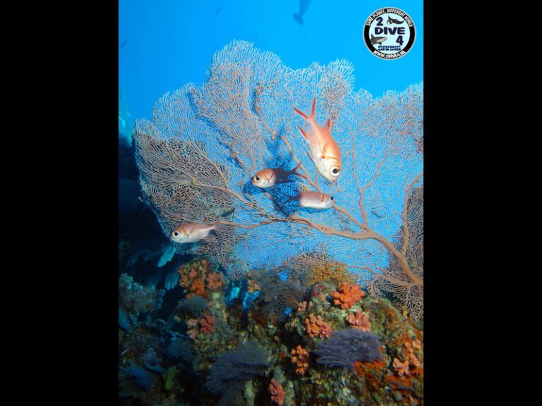 Vilamendhoo 54