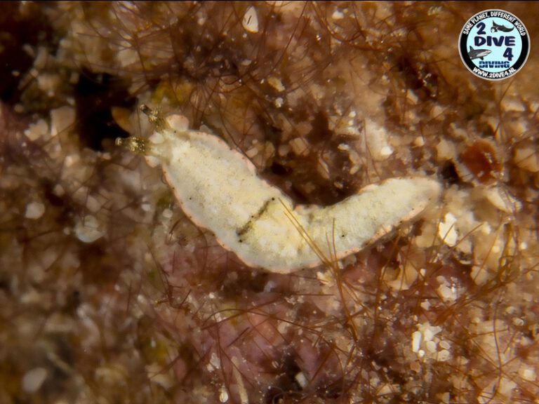 coron 02