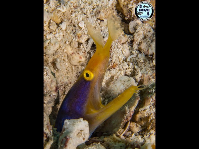 coron 22