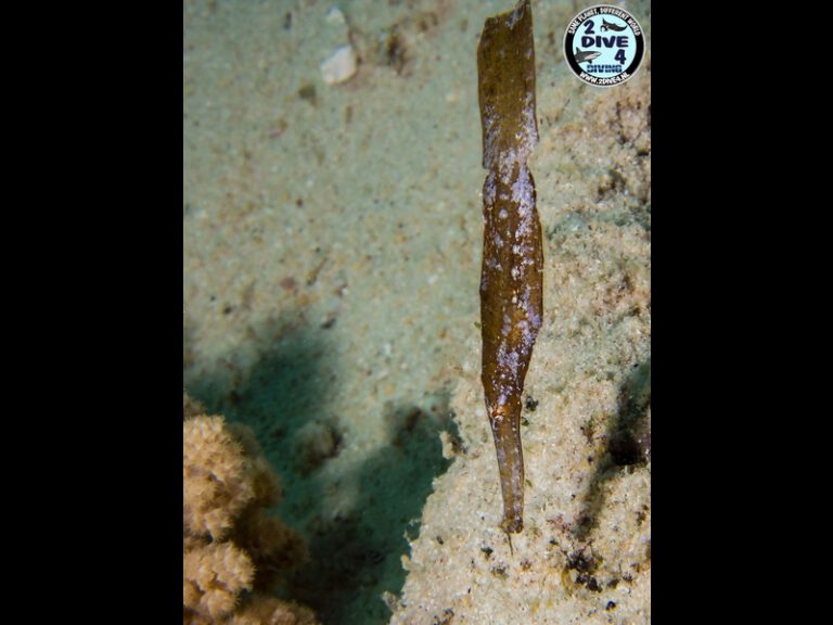 coron 26