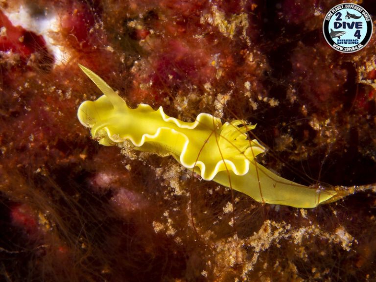 coron 28
