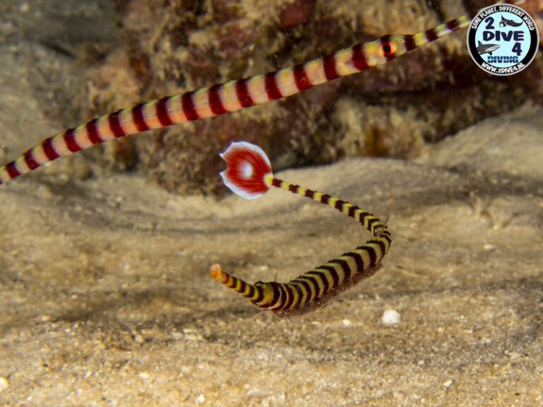 coron 49