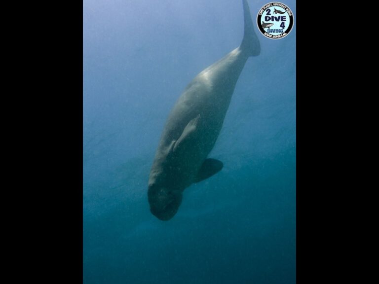 coron 54
