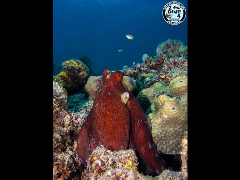coron 67